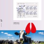 Luxe supplement typisch Nederlands sheetlets illustrated 2024